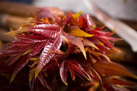 香椿树的种植|香椿树种植应该注意什么？